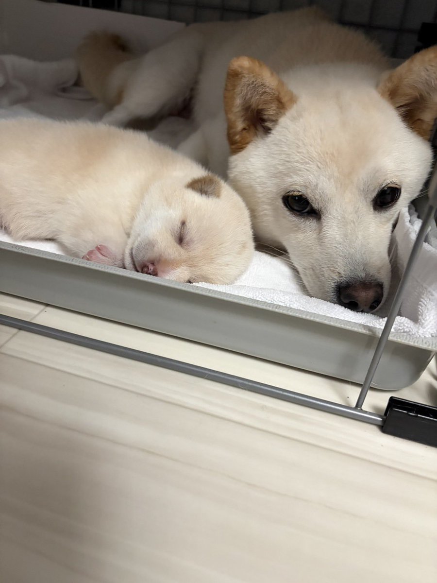 niko71212202's tweet photo. か、、かわいすぎる🥺💓 https://t.co/fTbIfUUjDP
