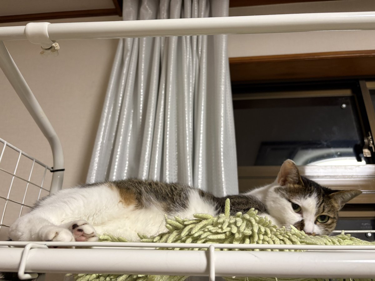 nako_0330's tweet photo. ねこちゃんのお気に入りスポット https://t.co/Furpj2W4Oe