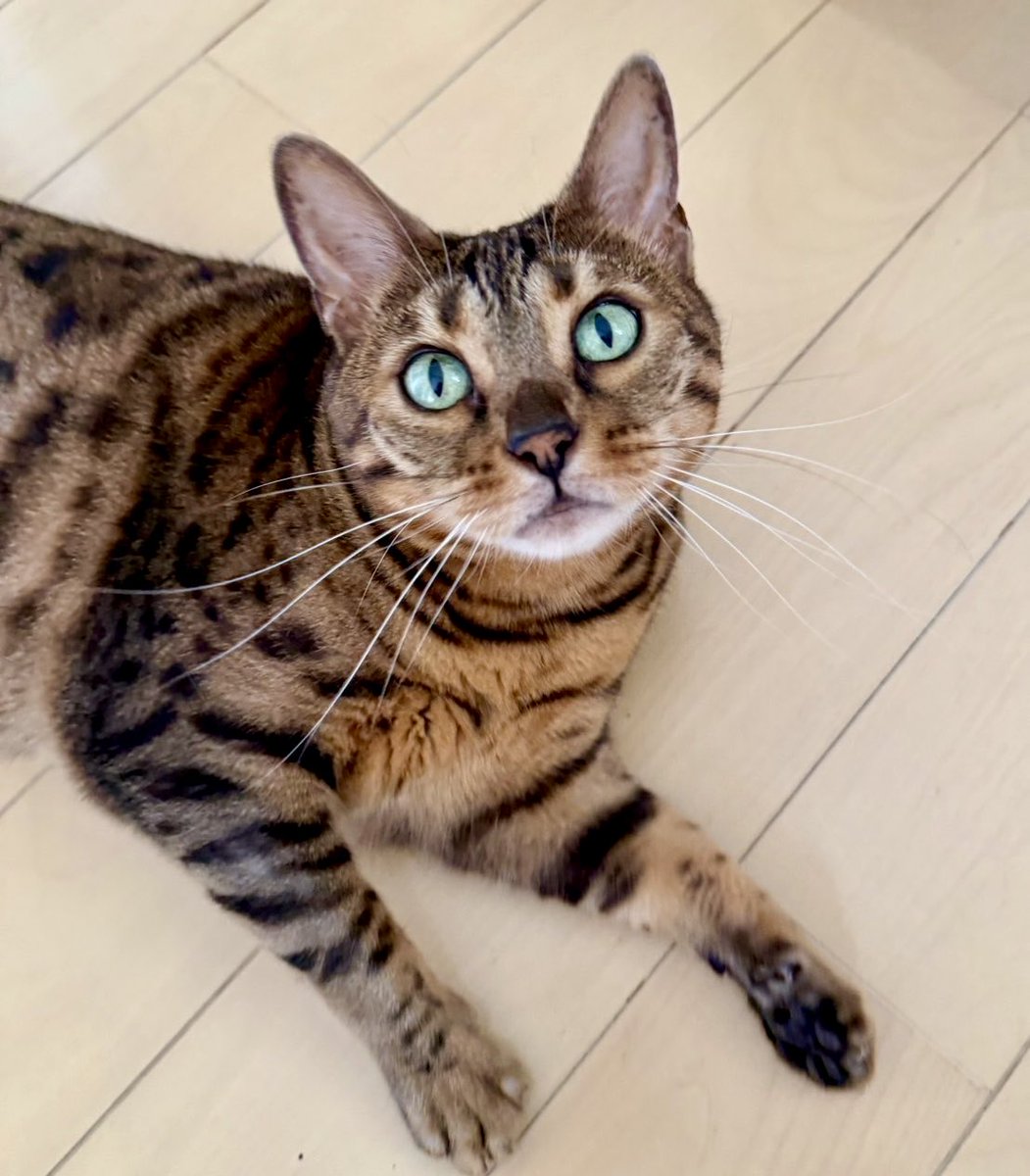 redcomet1113's tweet photo. なんか変だにゃぁ
#ルーシー 
#ベンガル #ベンガル猫 
#猫のいる暮らし #猫のいる生活 #猫のいる幸せ #ブリーダー #alancathee https://t.co/y2VJznfRlC