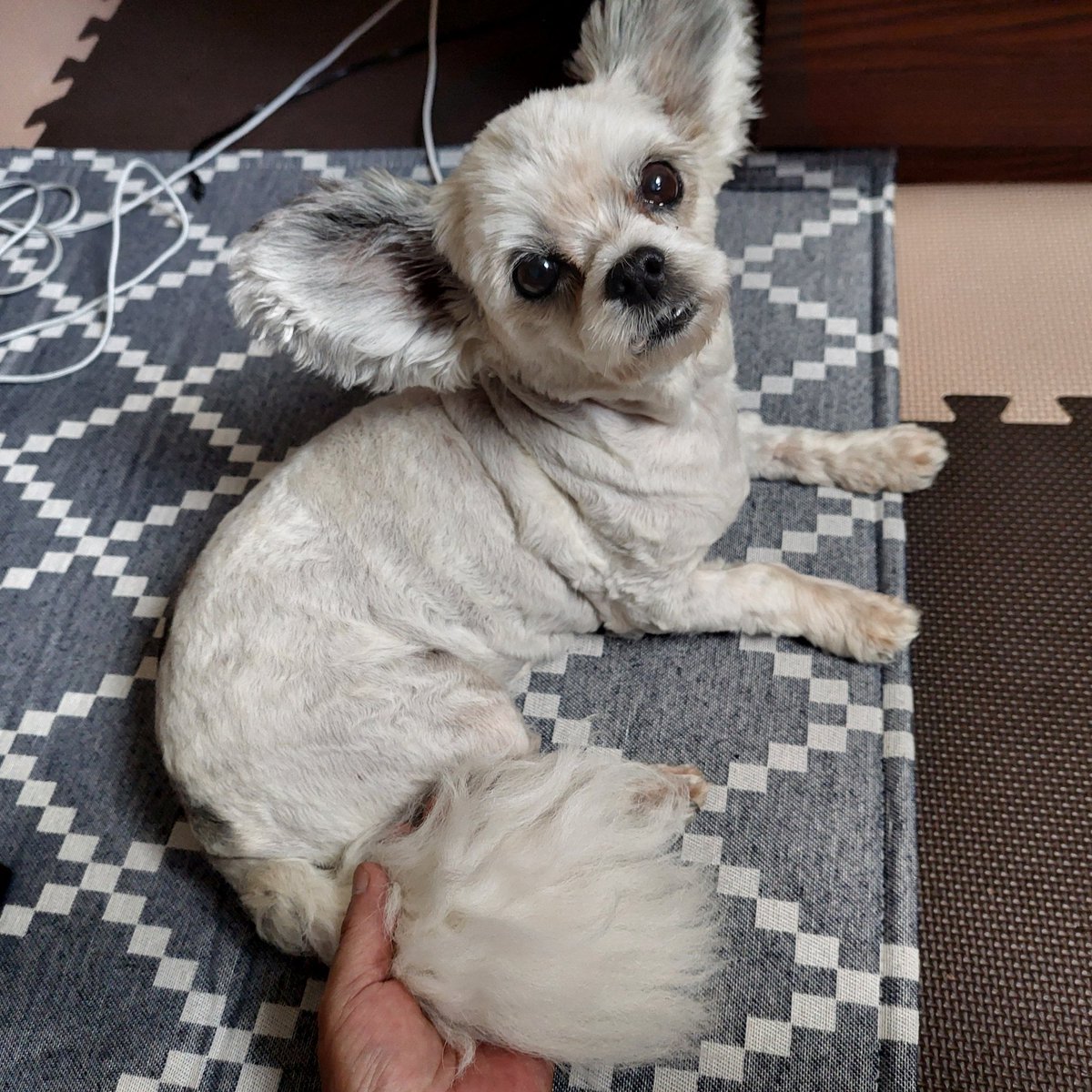 Wakuya11's tweet photo. はなさん🐶しっぽ毛 しばらく切るのをためらってたら🐾こんなに伸びてた💦切ったら習字用の筆でも作ろうか😅 https://t.co/0Xy6GgWoTH