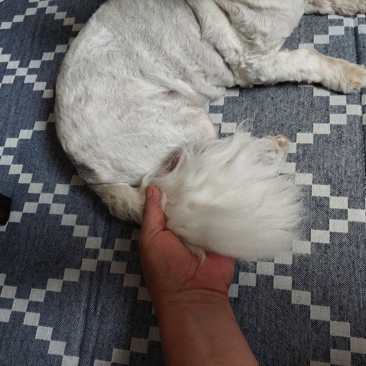Wakuya11's tweet photo. はなさん🐶しっぽ毛 しばらく切るのをためらってたら🐾こんなに伸びてた💦切ったら習字用の筆でも作ろうか😅 https://t.co/0Xy6GgWoTH