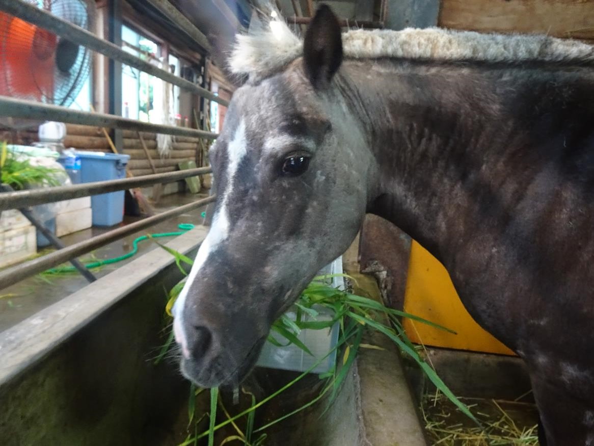 ichikawa_zoo's tweet photo. 午前中から30℃を超える暑い日が続きますね。
タテガミのかかる部分に熱がこもりやすいので、今年2回目のヘアカット。
ベリーショートにしました。
#市川市動植物園
#ウマ
#テンテン
#ベニー
#ヘアカット https://t.co/XeKzGAboSa