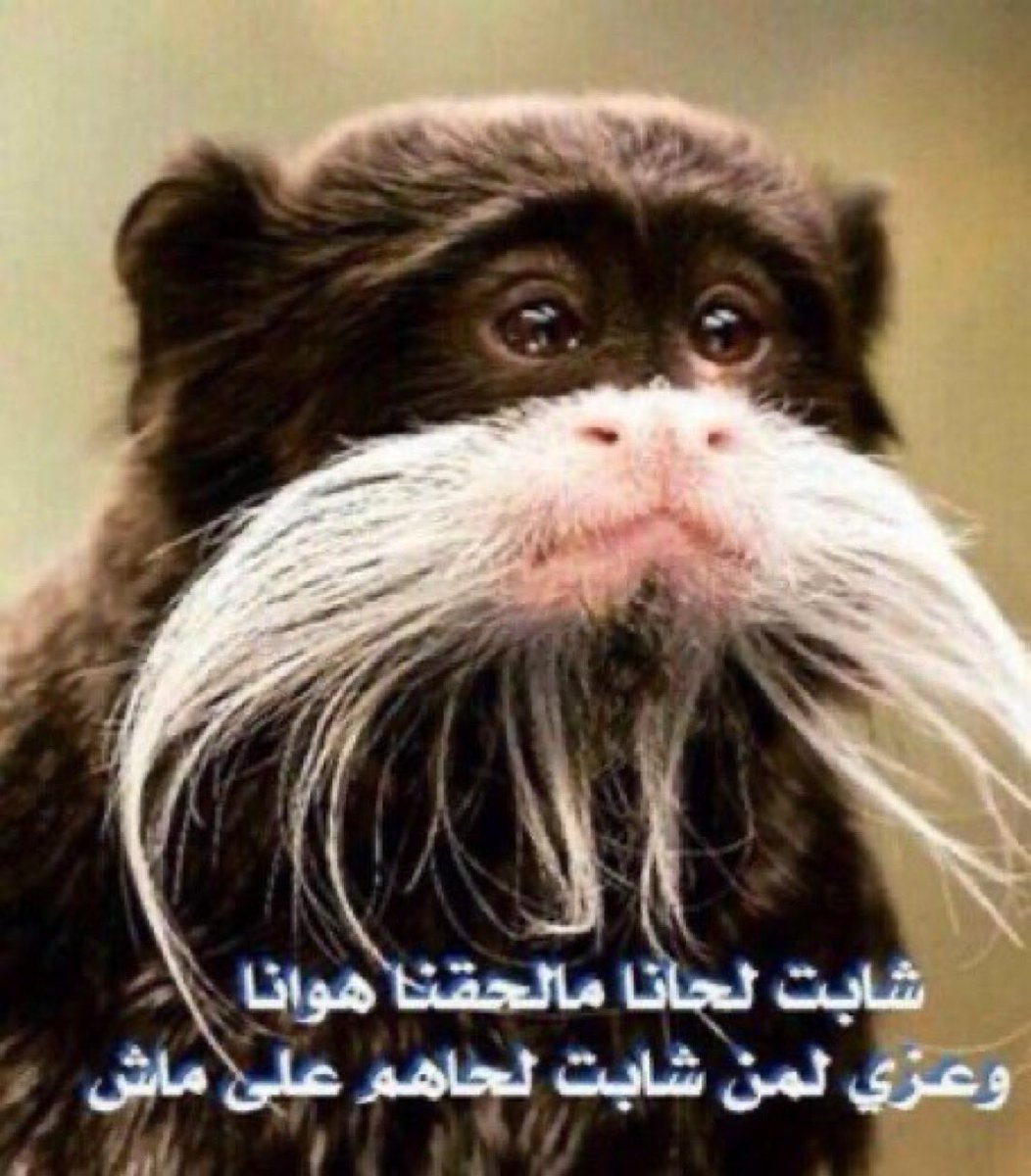 ام عمر tweet media