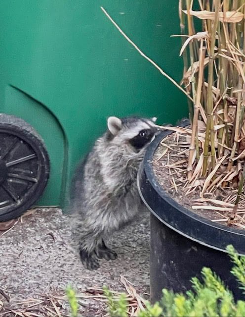 JimothyOnX's tweet photo. Jimothy has become very special to us. Watching him thrive in the wild brings a lot of joy and reminds us how resilient and clever these animals are. Every sighting like this feels like a little gift.
We’ll keep sharing honest, real moments of Jimothy as we see them. Thank you for following his story!

🦝❤️
