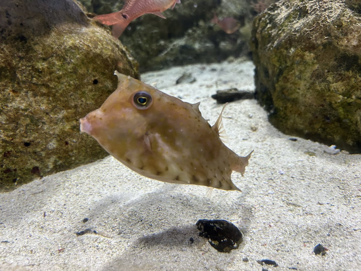 Chinatsu345's tweet photo. 鳥羽水族館楽しんでるなう"(ﾉ*>∀<)ﾉ https://t.co/7FkSgoP9sv