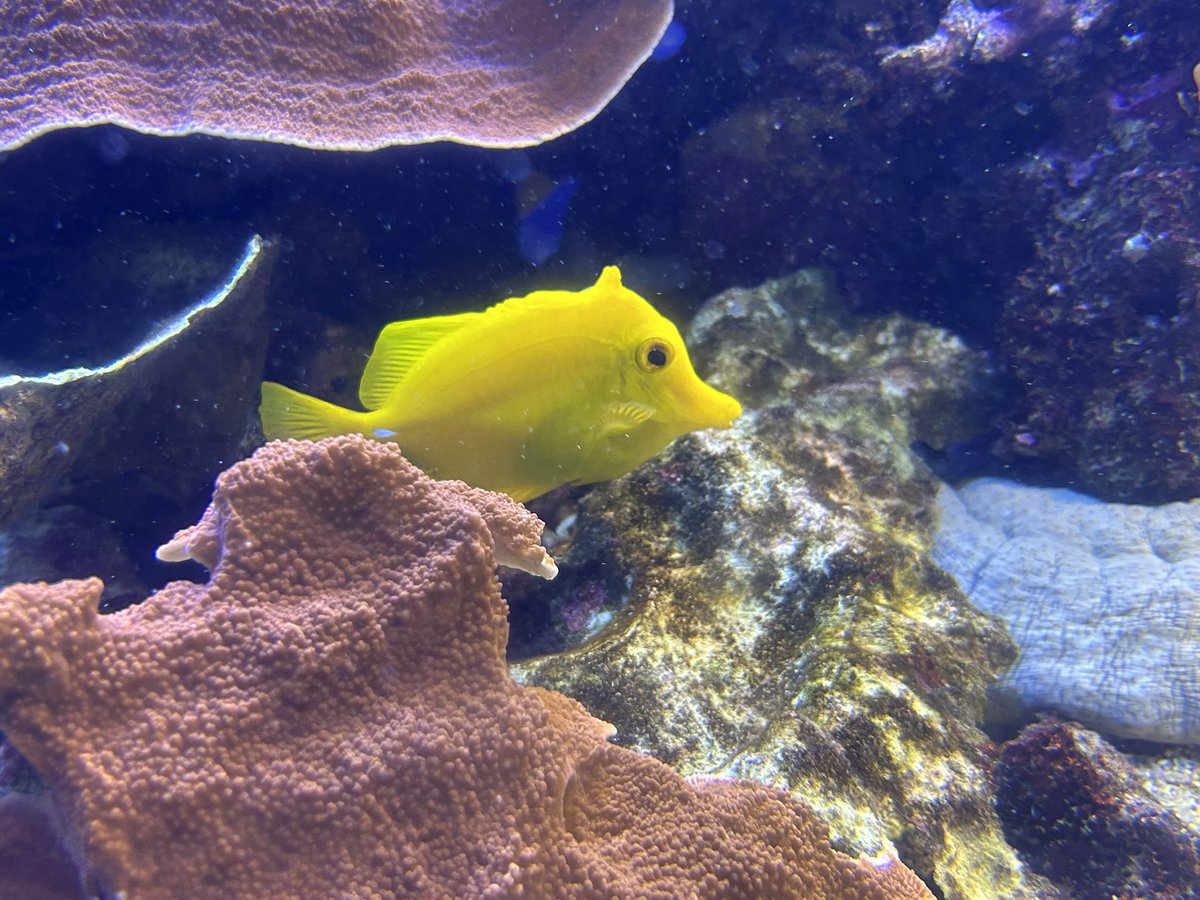 Chinatsu345's tweet photo. 鳥羽水族館楽しんでるなう"(ﾉ*>∀<)ﾉ https://t.co/7FkSgoP9sv
