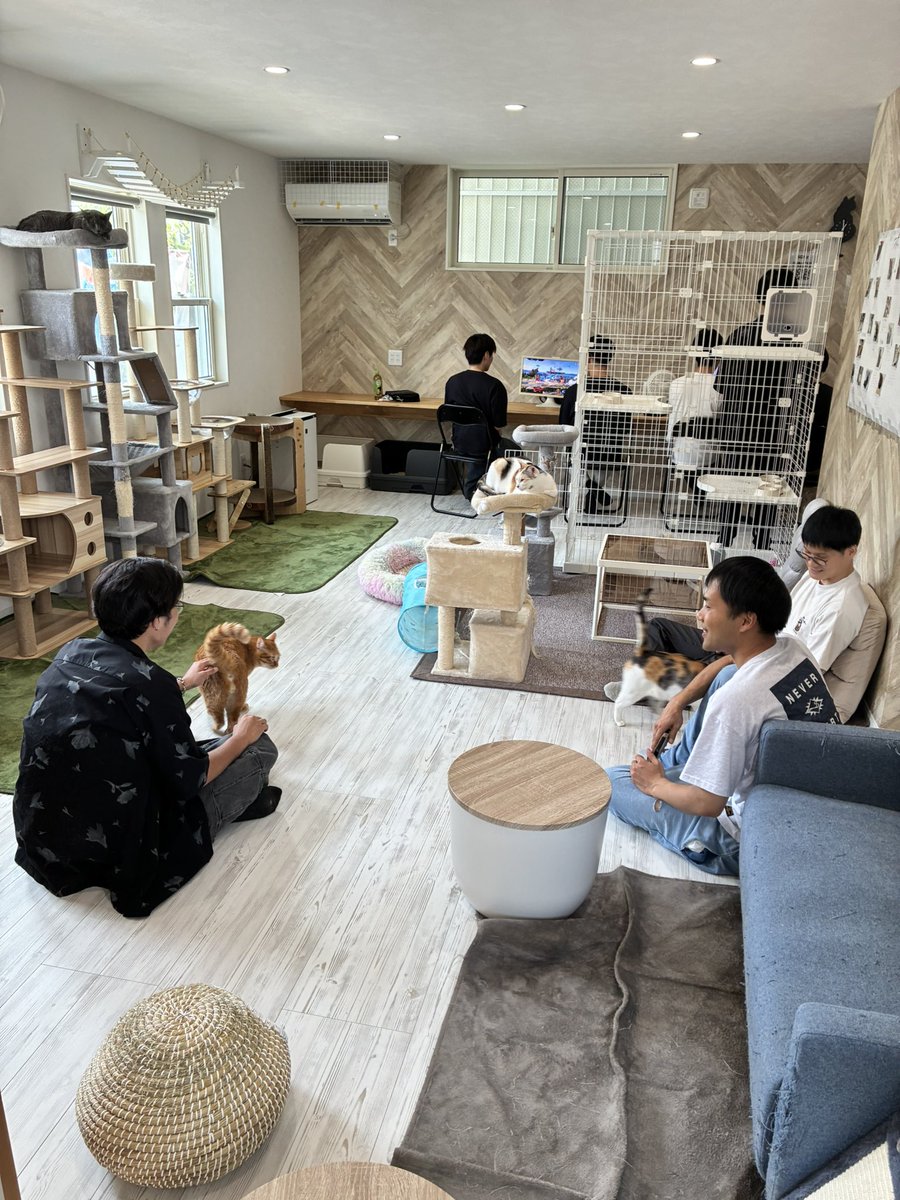 Cat_SSB's tweet photo. 猫カフェを楽しむスマ勢たち🐈 https://t.co/6ujJXmMx6T