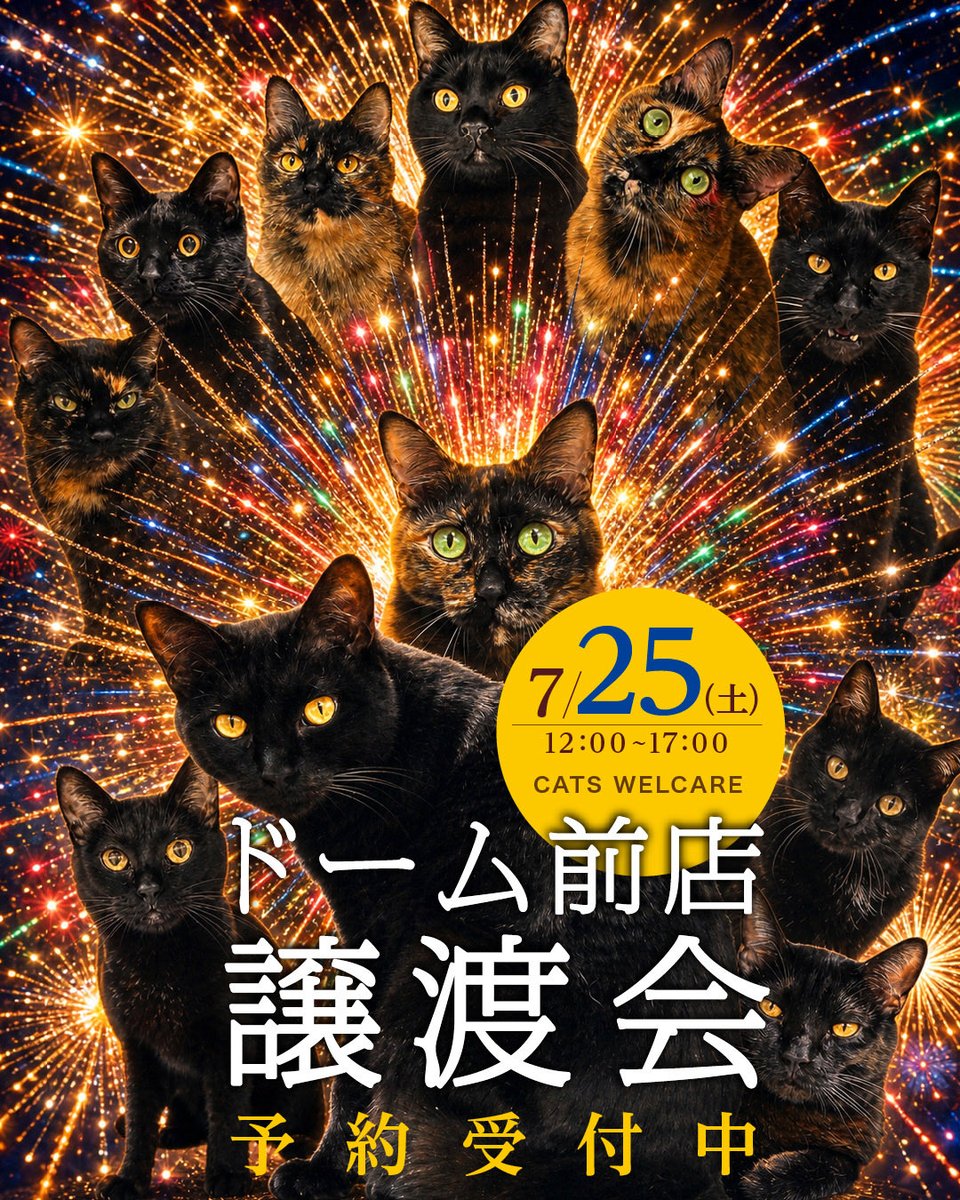 認定NPO法人CATS WELCARE【猫カフェ/大阪/京セラドーム近く/阿倍野】🐈⬛🐾 tweet media