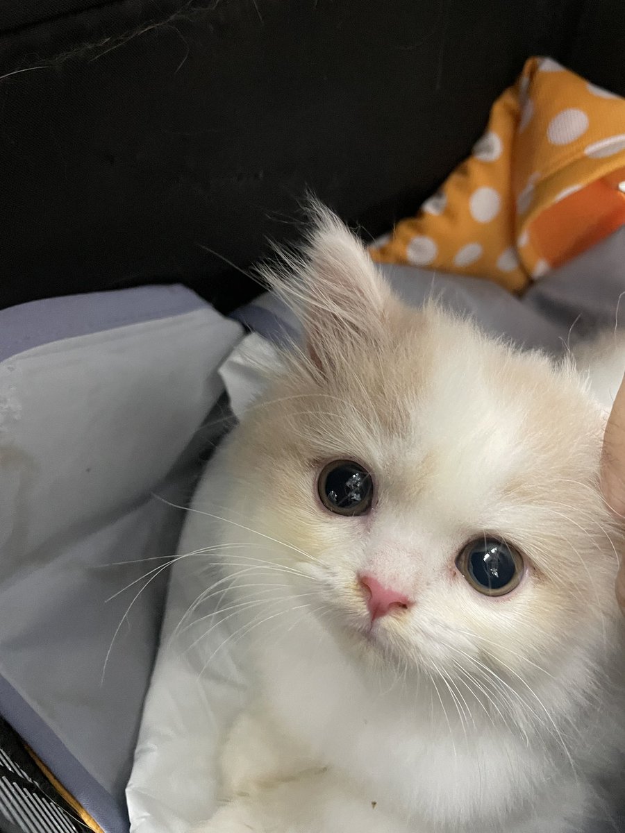 hidepon_knmt's tweet photo. さ、お家に帰ろう。

#猫のいる暮らし #マンチカン #スコティッシュフォールド #ブリティッシュショートヘア #多頭飼い https://t.co/qeSvIKel2g