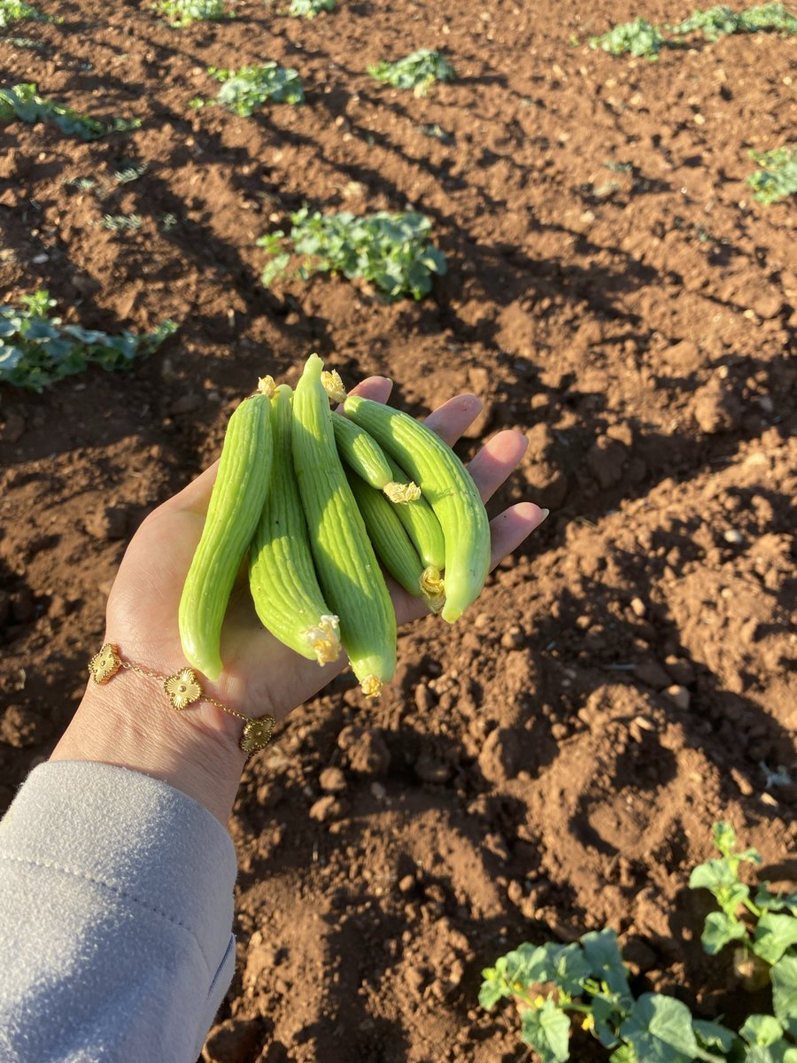 GezenNutella's tweet photo. Güneydoğunun bağrından herkese 
Günaydınnn👩‍🌾🐇 https://t.co/3z3txhBCLv