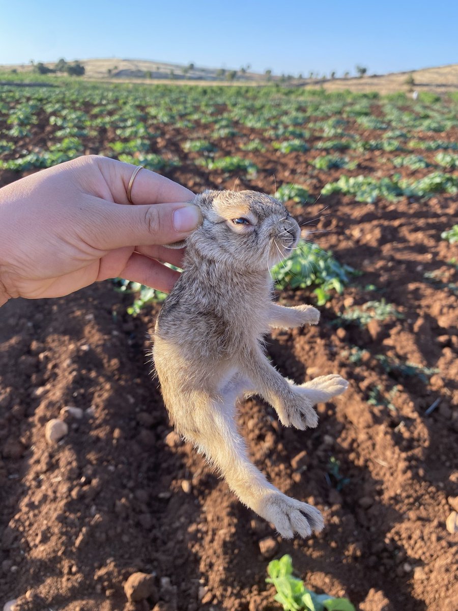 GezenNutella's tweet photo. Güneydoğunun bağrından herkese 
Günaydınnn👩‍🌾🐇 https://t.co/3z3txhBCLv