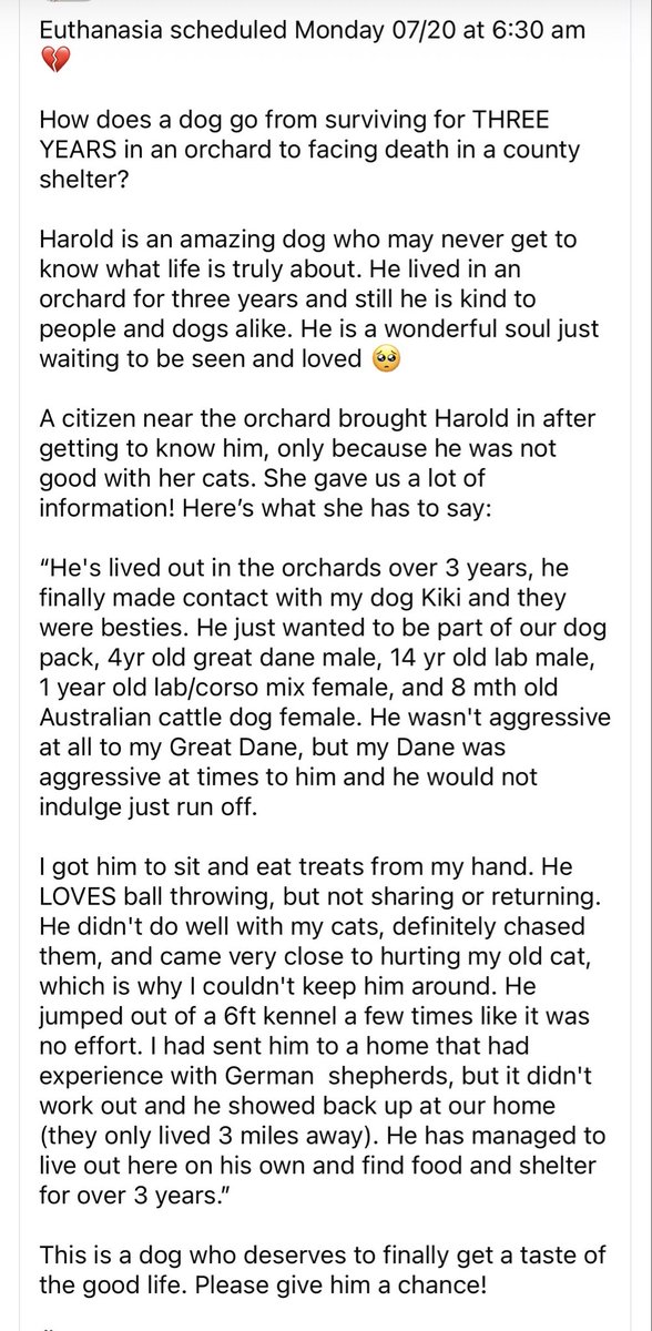 luv2laugh12's tweet photo. Harold actually lived in an orchard for 3 years before someone decided to bring him to SASA to be 💉’d. 😢
Can anyone save him? 🙏 https://t.co/P5FvwjzKiS
