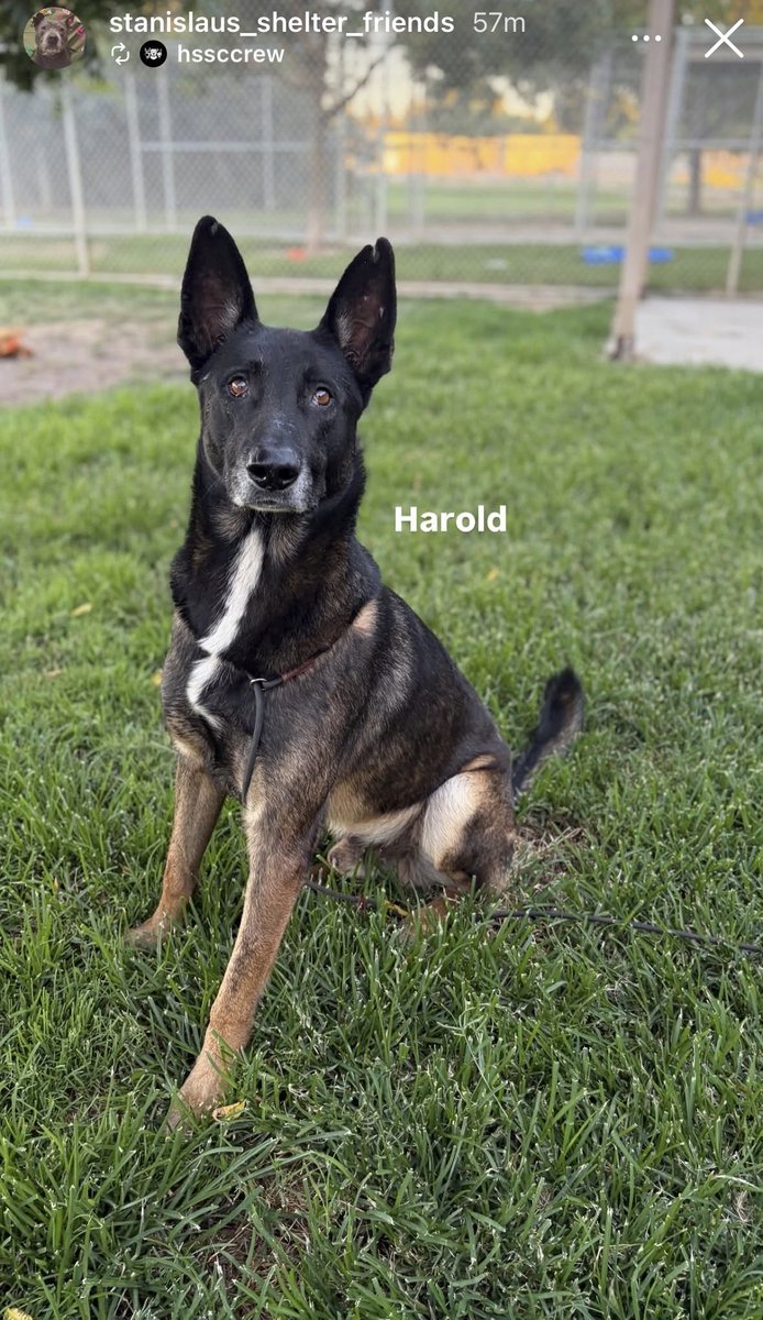 luv2laugh12's tweet photo. Harold actually lived in an orchard for 3 years before someone decided to bring him to SASA to be 💉’d. 😢
Can anyone save him? 🙏 https://t.co/P5FvwjzKiS