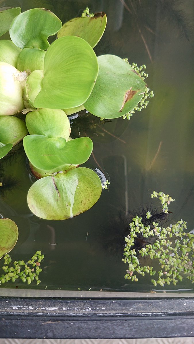 cafe_shachi's tweet photo. 先週、ホームセンターで『ホテイソウ(浮き草)』を買ったんです🌿
エビの水槽に浮かせていたんですが、今朝なんか泳いでいるのを見つけました🐟️
根っこに付いていたのかしら？
ラッキー😆✨ https://t.co/HMpqIWB83W