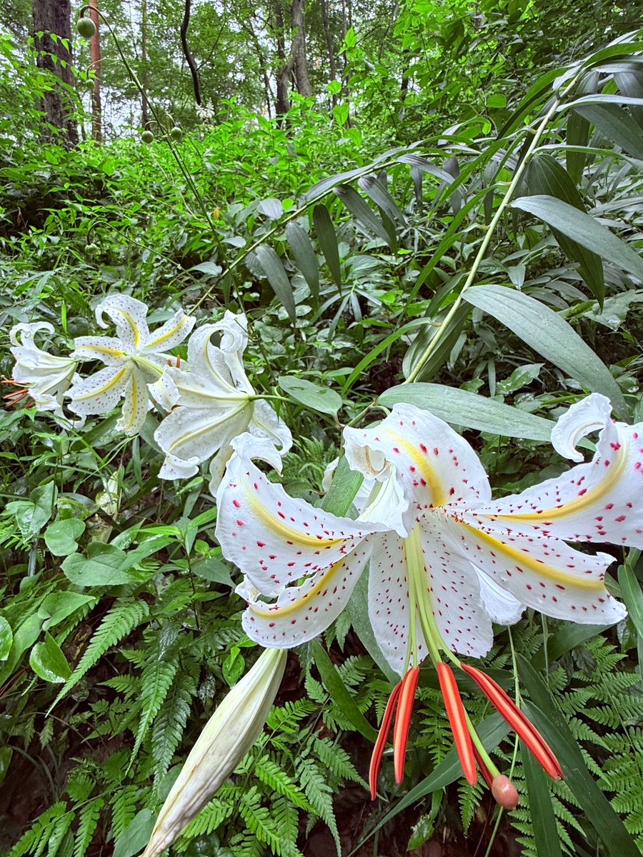 2026.7.18 埼玉県滑川町 【国営武蔵丘陵森林公園】 🌸 野草コースの