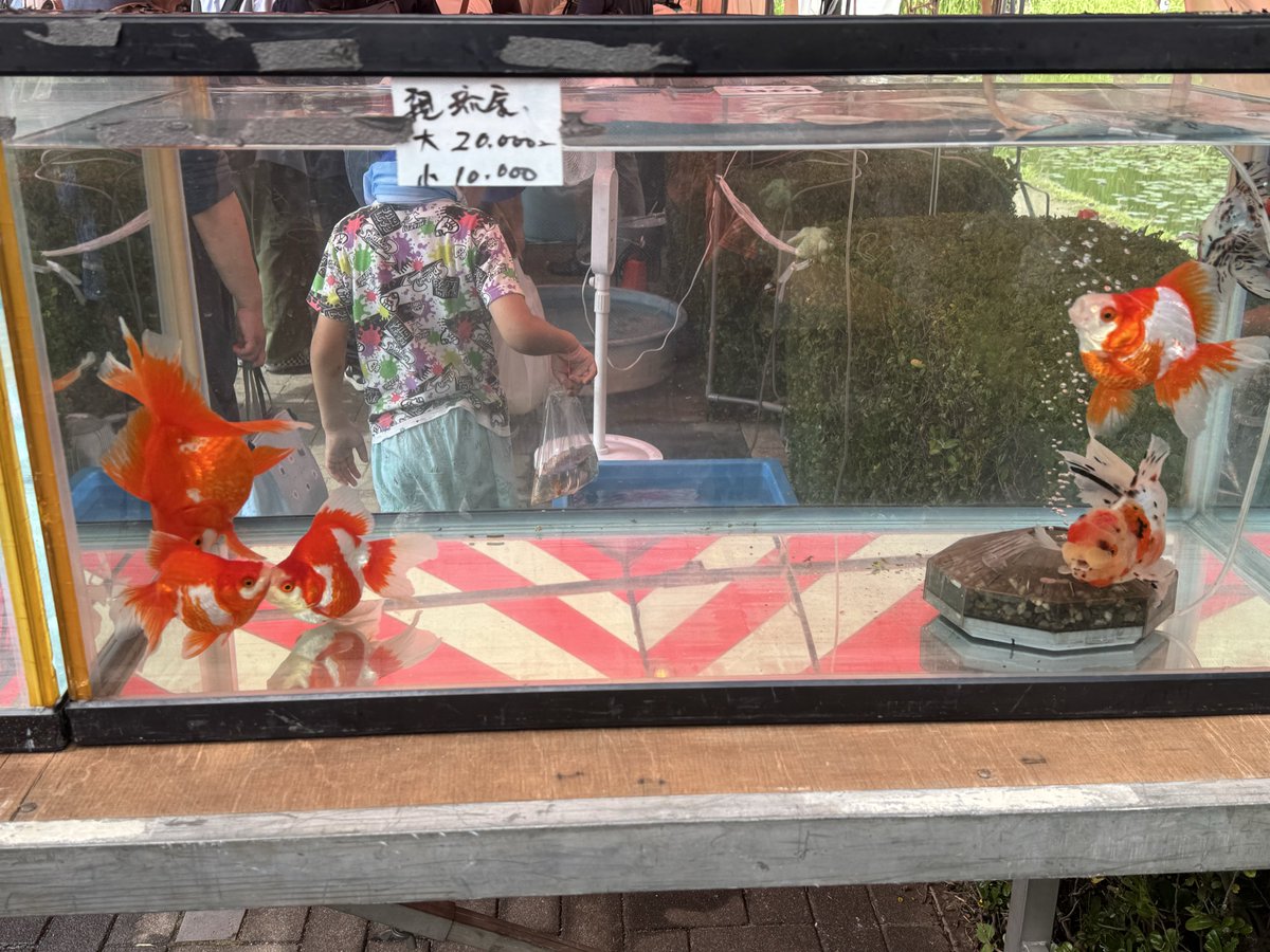 1hibiki's tweet photo. 江戸川金魚まつりの様子
開場前に行ったけど係の人から中に入るには列に並ぶよう言われ並び待つ。
様子が変？と話を重ねると高級金魚掬いの列😭
会場時間オーバーし急いで売り場へ💨
片方の親流金の水槽は既に空😭
撮影のみに終わりましたが、
残りの琉金の様子を共有します

#江戸川区特産金魚まつり https://t.co/y39kyIcv2E