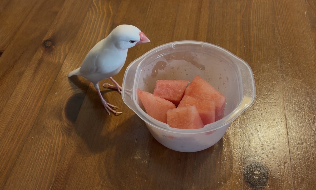 toshivoice11's tweet photo. スイカこんなに食べれるかな
文鳥の分じゃありませんよ https://t.co/BmXsxNP3i6