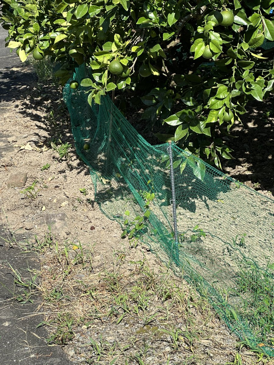 kumamon_s208's tweet photo. 先週イノシシ対策をしたので、被害がないか確認
沢山実ってくれよ https://t.co/OhvYgbF9iA