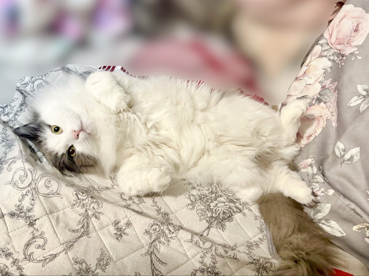 moco_20220930's tweet photo. 三にゃん三様の寝方😪

ひんやりが気持ちいいねえ！
#猫のいる生活 https://t.co/HUeNhrBRhq