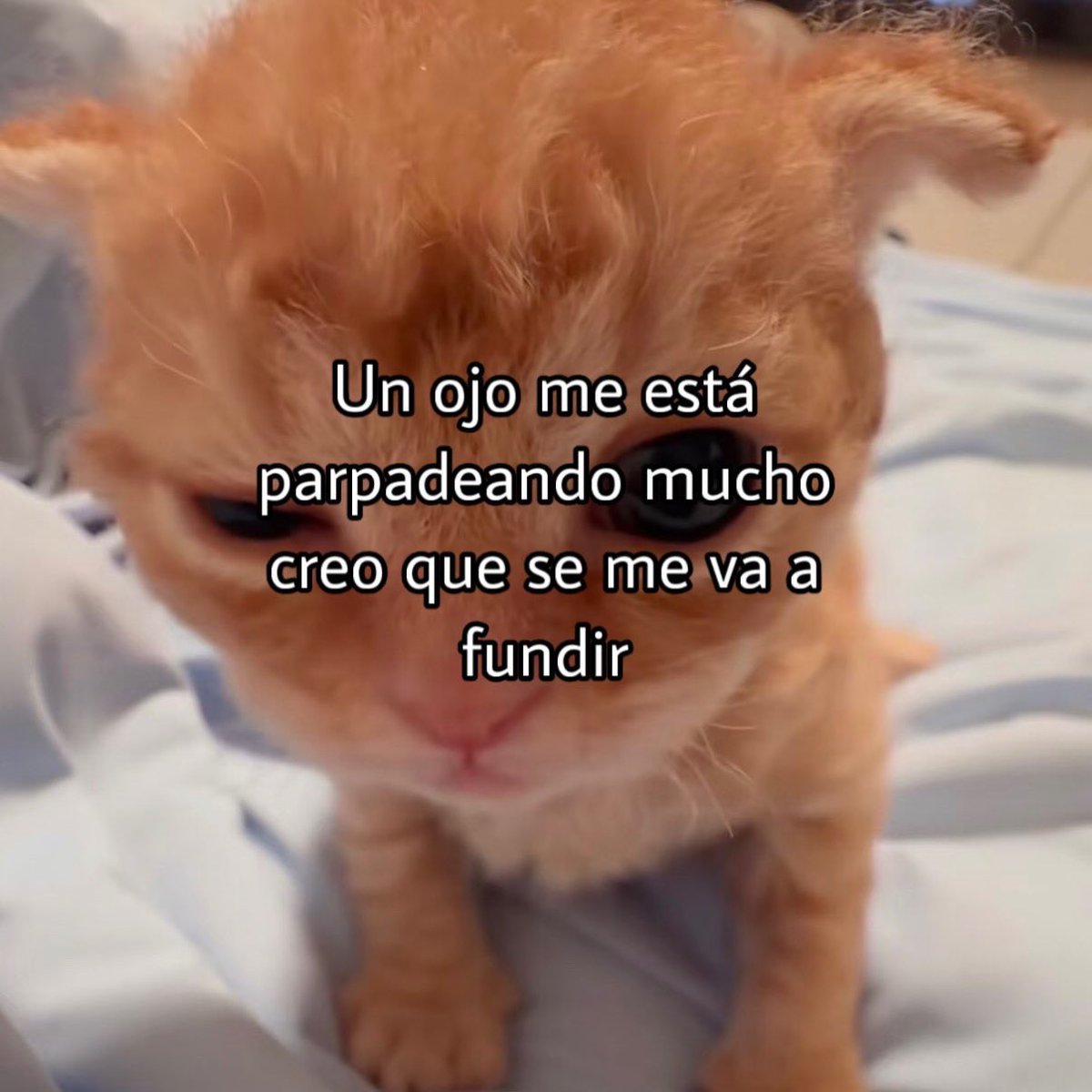 Mundo de Bigotes tweet media