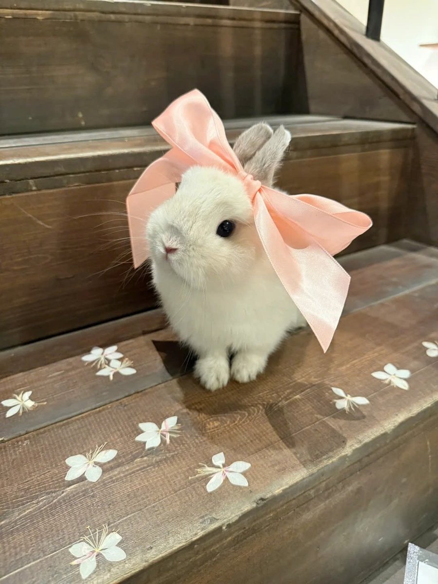 fluffycutie_jsc's tweet photo. พ้อมไปกินเค้กแล้วค่ะ วันนี้คุณแม่จะพาชิไปไหนเหล๋อคะ https://t.co/tEZdkQb9fz