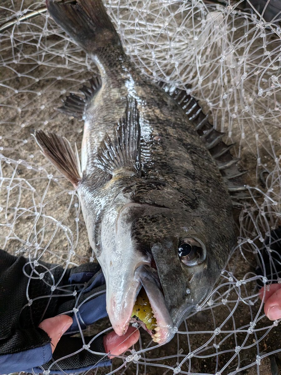 udongeru's tweet photo. 今度はチニングで釣れた！最高か https://t.co/leanzPLKfs