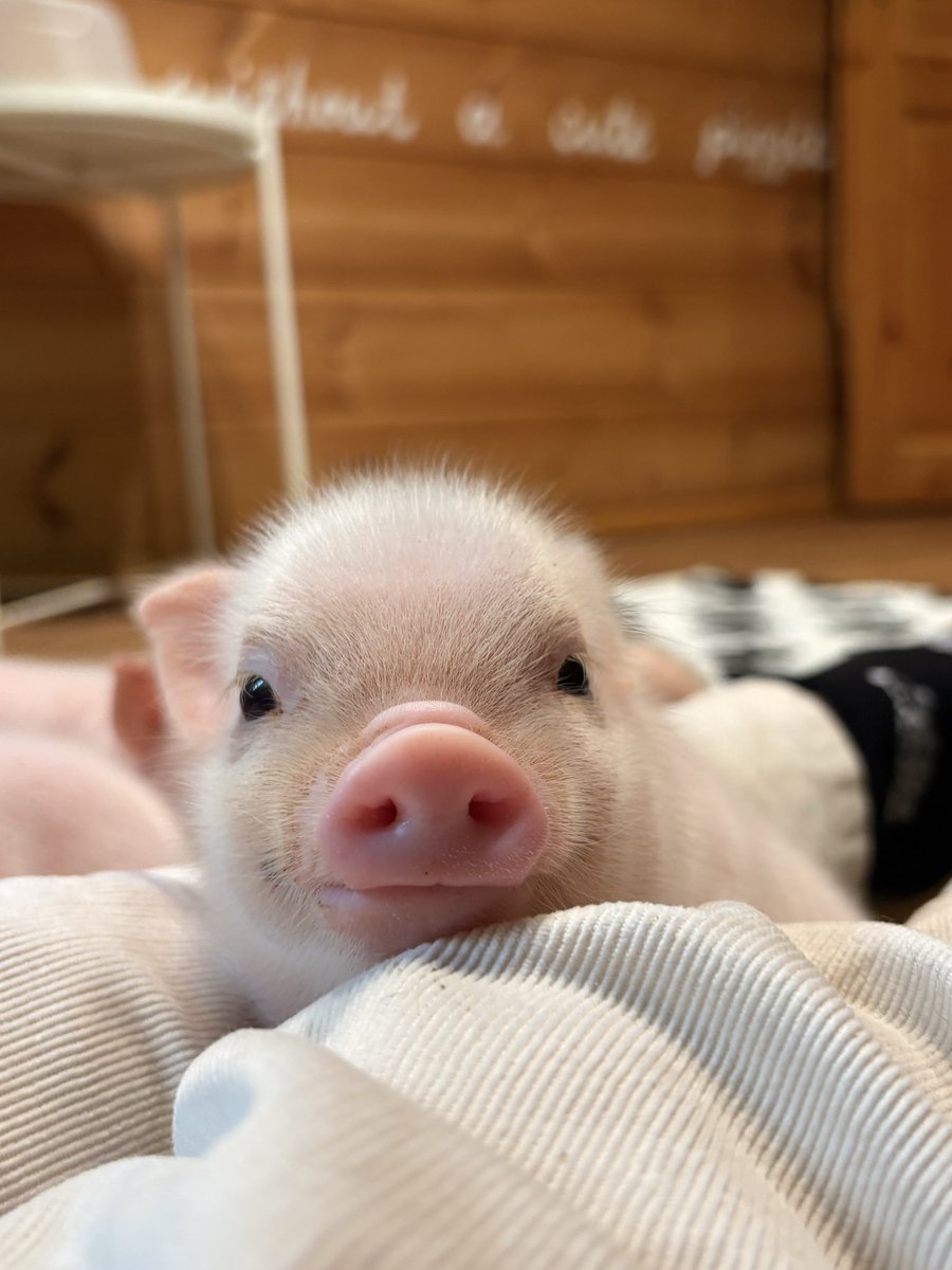 赤ちゃんpig👶