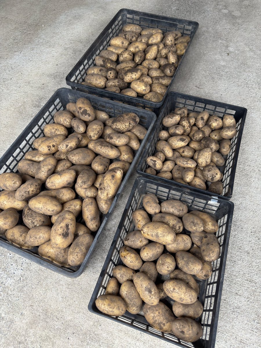 shiroro831's tweet photo. じゃがいもの収穫終わり🥔
汗だく💦 https://t.co/ok44RR6dF3
