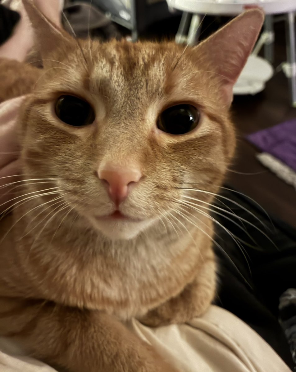 metropkwy's tweet photo. he could tell i was upset before i even started crying https://t.co/pBqKpZ4WOd
