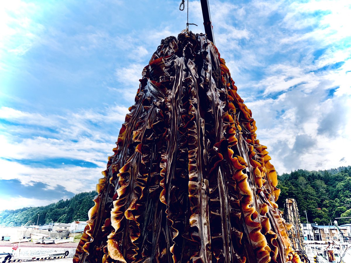 boss_monotone's tweet photo. 初夏の #函館 #南茅部 は刺激に満ちています。
#北海道の夏 https://t.co/qEzP5eNd0A
