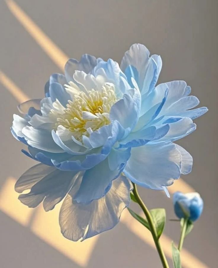 manoooolita's tweet photo. #صباحيات https://t.co/NZyP5xd7sB