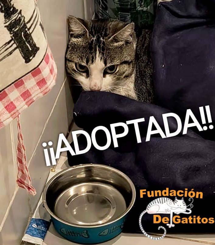 DeGatitos_ tweet picture
