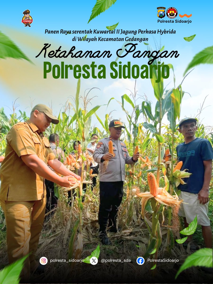 PBalongbendo's tweet photo. Ketahanan pangan Polresta Sidoarjo, Kapolsek Gedangan bersama Forpimcam Gedangan dampingi petani dalam panen tanaman jagung di Kabupaten Sidoarjo 
#ketahananpangan
#swasembadapangan
#polisicintapetani
#Polriuntukmasyarakat
#astacitapresiden https://t.co/X3bCY6P4px