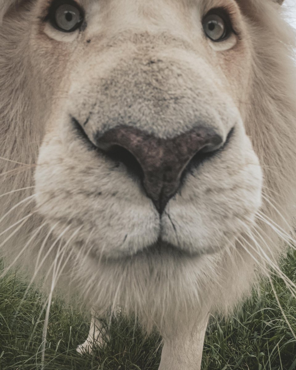 Lion tweet media