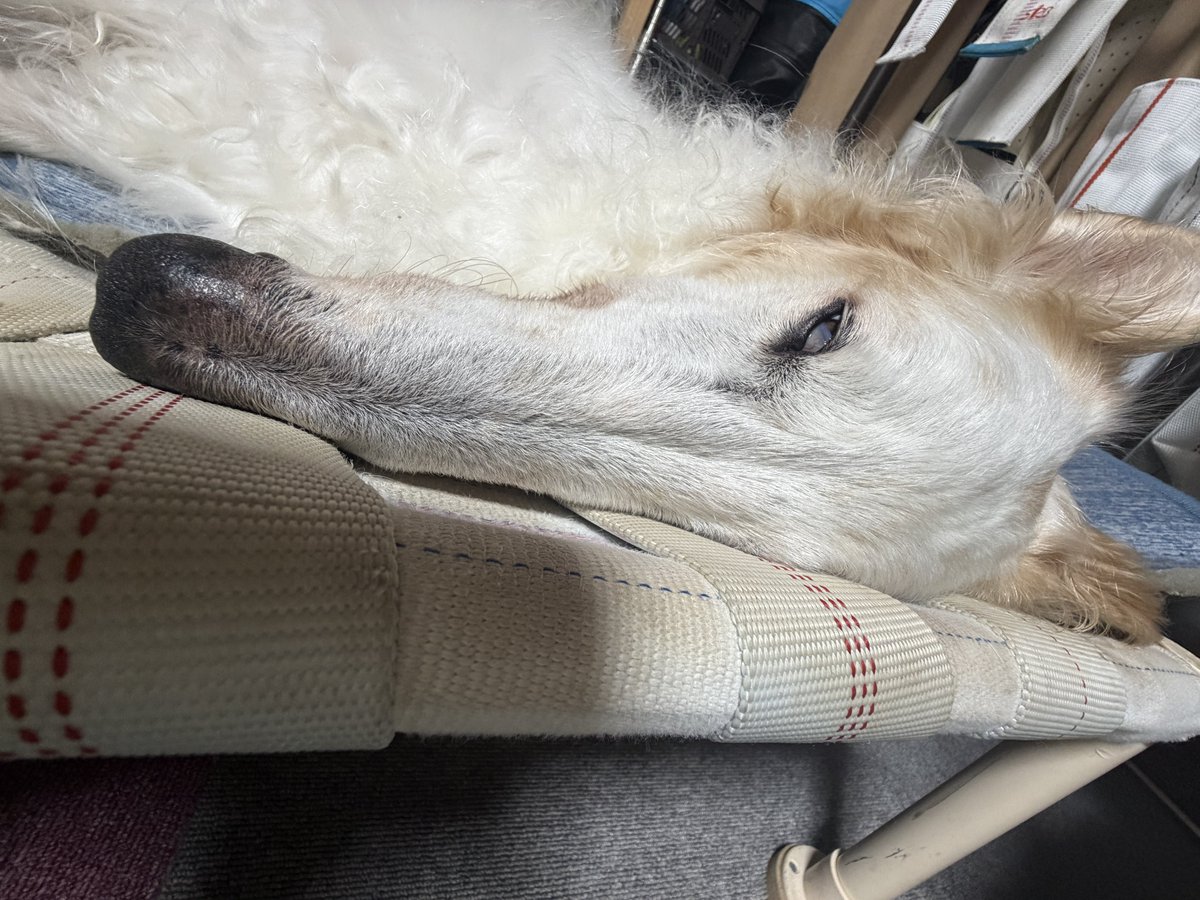 がんぼるぞい®︎ 💪🐶✨borzoi ボルゾイ tweet media