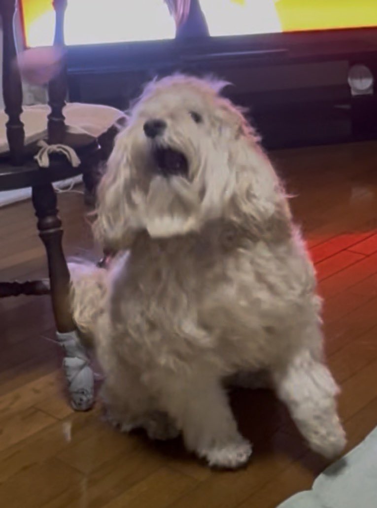 kamamama24's tweet photo. 見失いすぎ🐶 https://t.co/uQti3MWV23