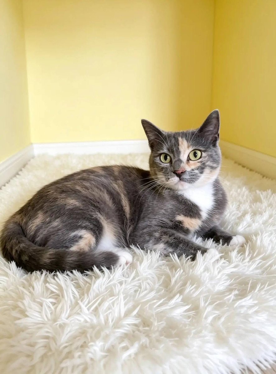 RescateAnimal's tweet photo. 🟢 ¿ME ADOPTAS?
¡Me llamo Luneta! Conoce más 👇🏻

♀️ Hembra | 1 - 2 años
✅ Desparasitada, vacunada y esterilizada 
💟 Convive con gatitos
🇲🇽 Adopción en CDMX y Edomex 

☎️ Kenny 🐾
https://t.co/7OTnVfEgjO https://t.co/Qu9jfN28U9