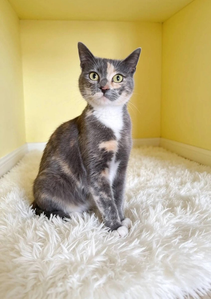 RescateAnimal's tweet photo. 🟢 ¿ME ADOPTAS?
¡Me llamo Luneta! Conoce más 👇🏻

♀️ Hembra | 1 - 2 años
✅ Desparasitada, vacunada y esterilizada 
💟 Convive con gatitos
🇲🇽 Adopción en CDMX y Edomex 

☎️ Kenny 🐾
https://t.co/7OTnVfEgjO https://t.co/Qu9jfN28U9