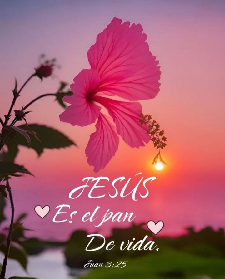 Saidasalas1's tweet photo. Yo soy el pan vivo que descendió del cielo; si alguno comiere de este pan, vivirá para siempre; y el pan que yo daré es mi carne, la cual yo daré por la vida del mundo. Le respondió Simón Pedro: Señor, ¿a quién iremos? Tú tienes palabras de vida eterna. Y nosotros hemos creído y conocemos que tú eres el Cristo, el Hijo del Dios viviente. Juan 6:51,68-69.