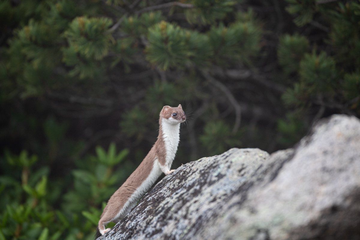 佐藤圭 Kei Sato｜動物写真家 tweet media