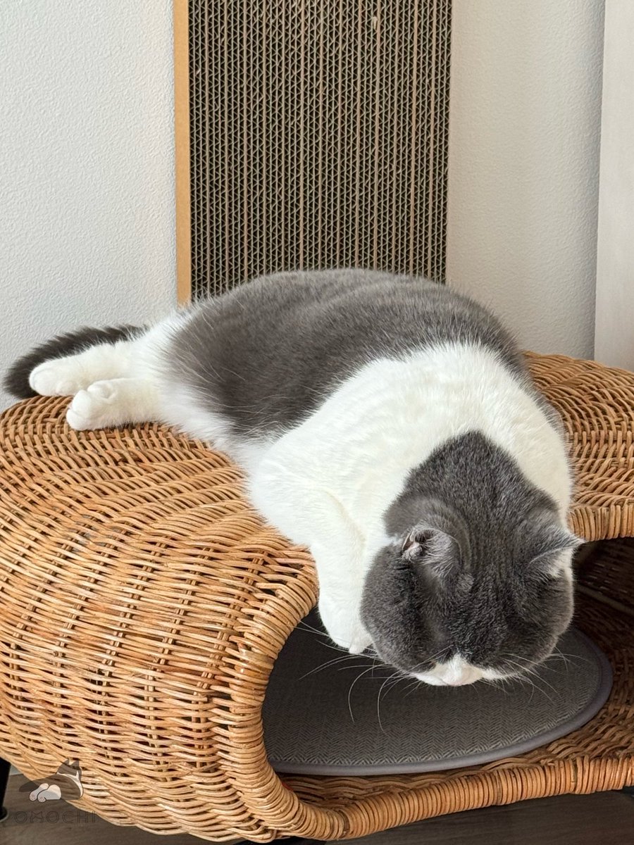 omochiomoching's tweet photo. ちょっと溶けてる https://t.co/eMZekKGgNS