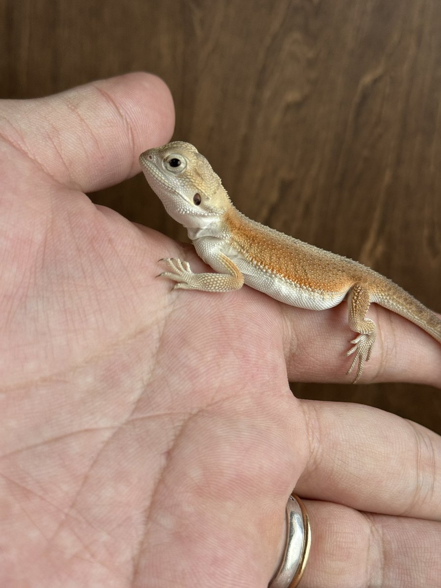GungnirAnimals tweet picture