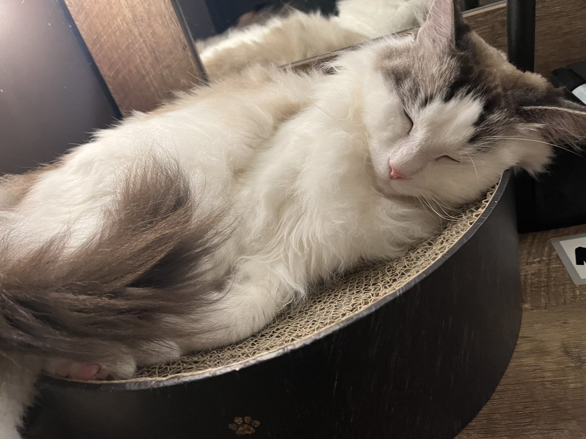 x_xmutum's tweet photo. 猫カフェきました~ https://t.co/hOb04ojLJ3