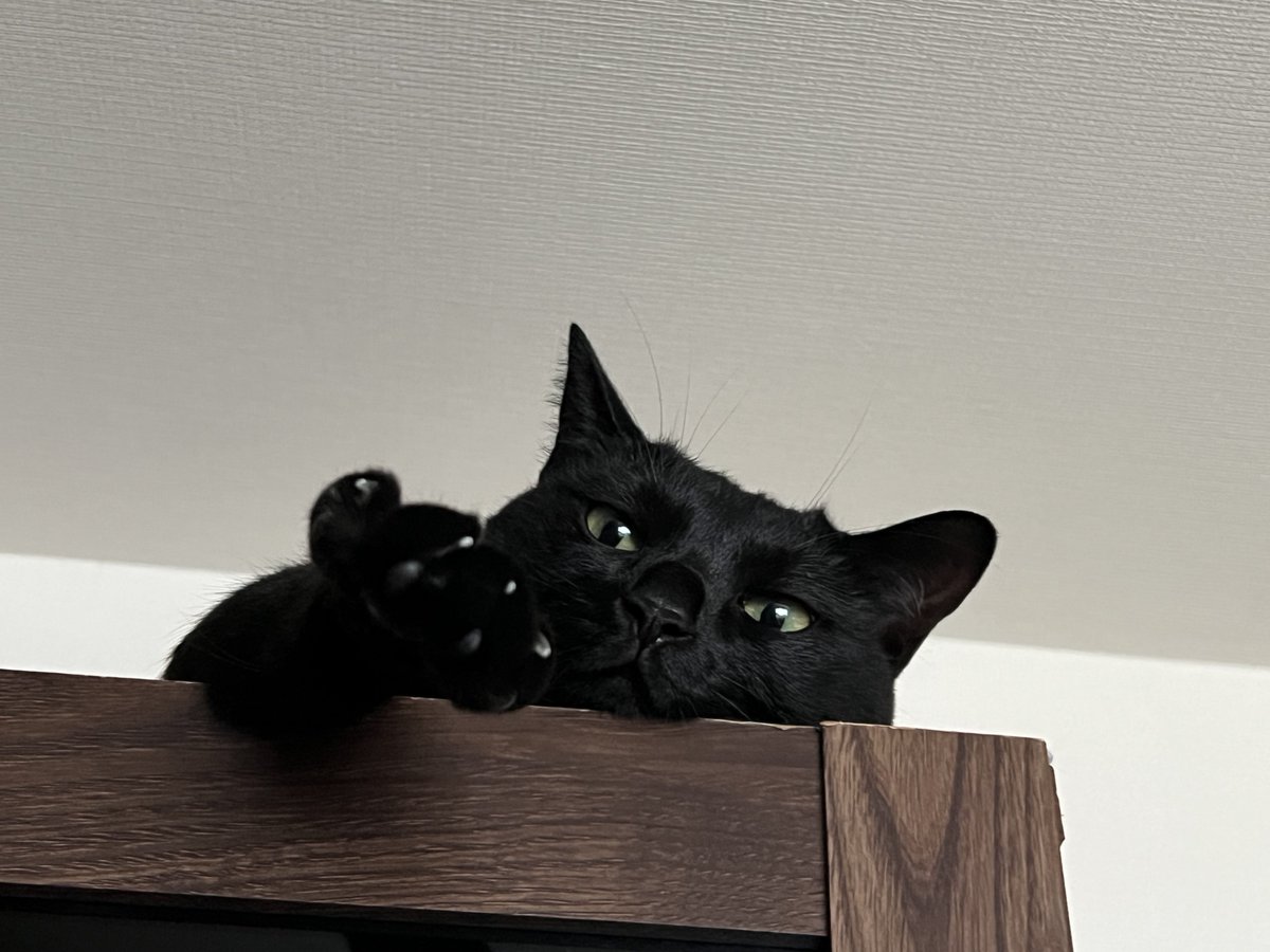 ayk_031's tweet photo. ぼーっとしてるところに声をかけたら、手を開いて応えてくれた。 https://t.co/rIIzhFOx4K