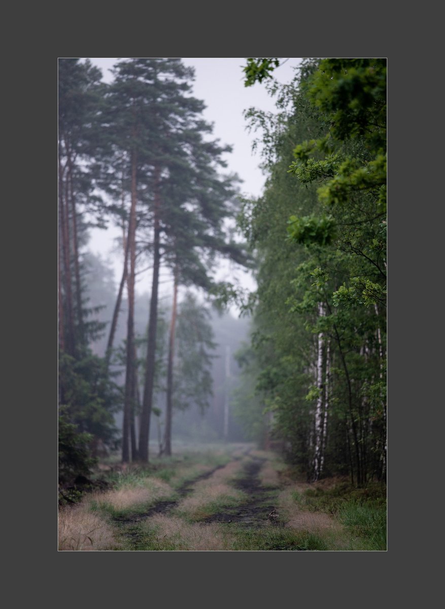 AdamPaczkowski_'s tweet photo. #Summer #lasy #lato #light #NaturePhotography #wildlifephotography #forest #自然 #nature #photography #fotografia #puszcza #July #Poland https://t.co/9iqAAGrNfh