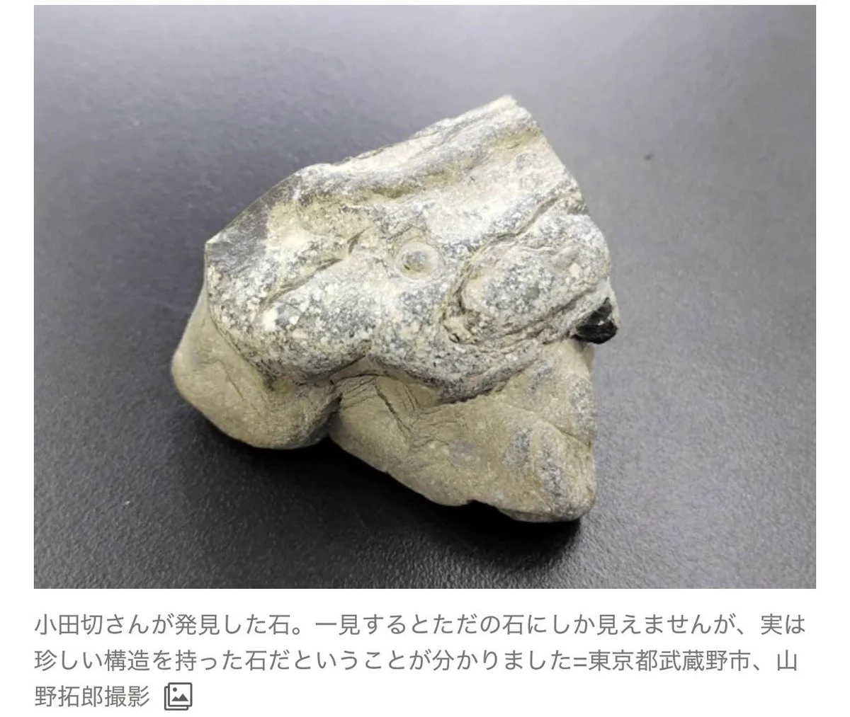 小学生が河原で拾った石、国内2例目の希少構造で論文共著者に