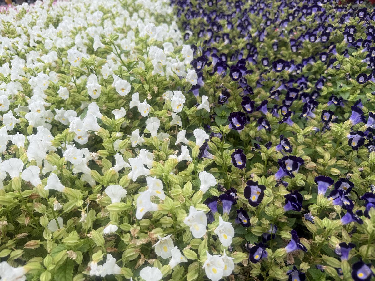 hosean06's tweet photo. 午後もよろしく💐 https://t.co/87CAZgMuJJ