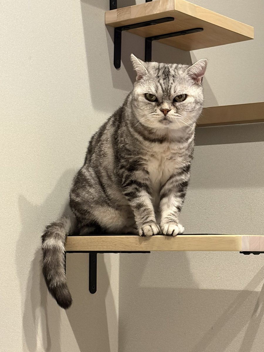 tw3lhk's tweet photo. お久しぶりです、しずく元気です！🐈今日の病院で体重の減少を心配されたので吐きどめの飲み薬を処方してもらいご飯もキトンを少し混ぜてあげてみたいとおもいます！🍚 https://t.co/xW1sVgdFof
