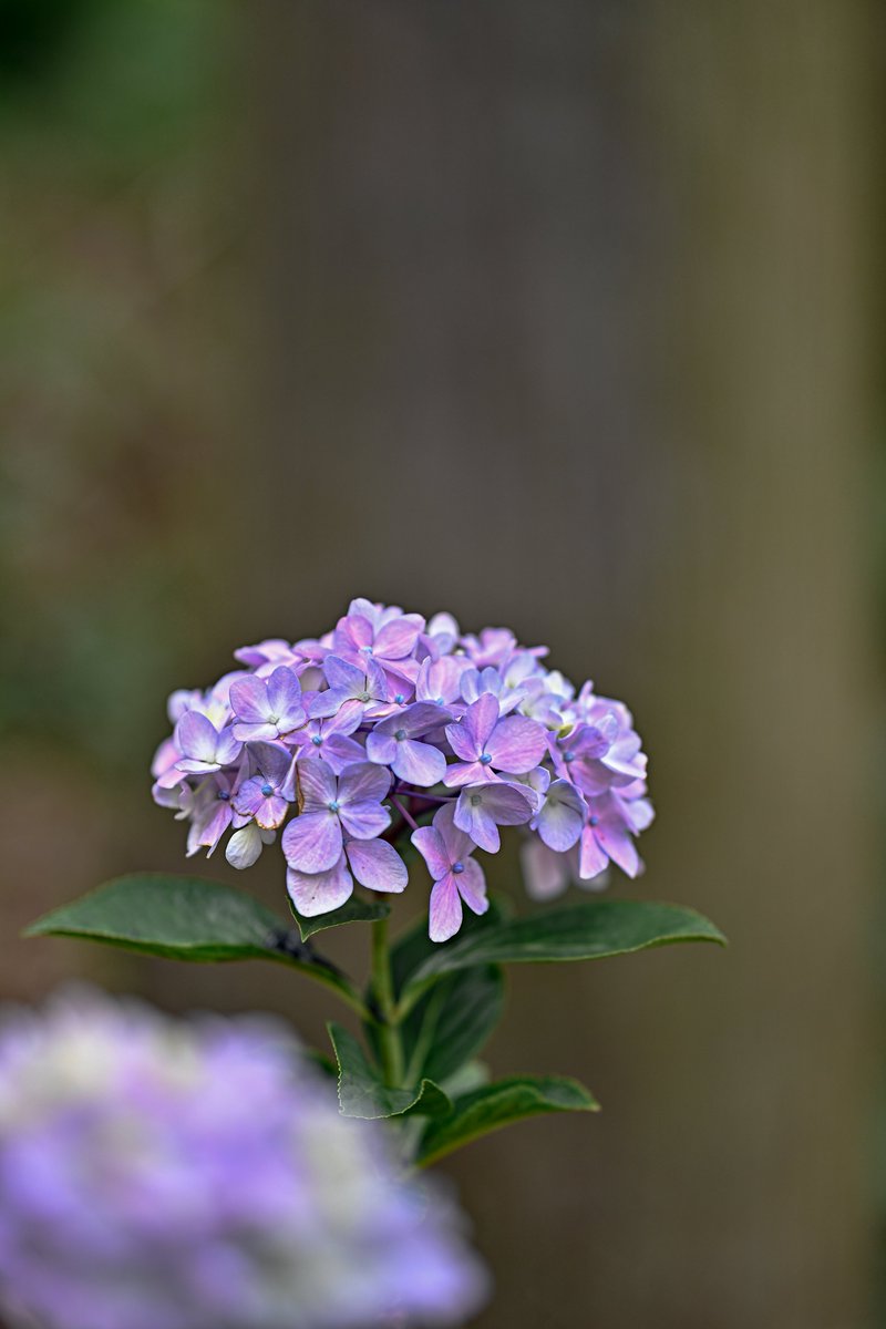 zseriesfx's tweet photo. 紫陽花はそろそろ見納めかな

#写真好きな人と繋がりたい https://t.co/VkaRZCxkIM