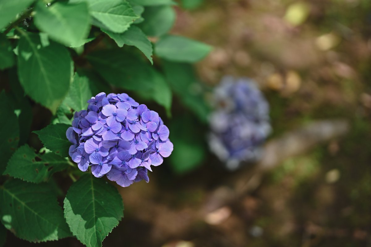 zseriesfx's tweet photo. 紫陽花はそろそろ見納めかな

#写真好きな人と繋がりたい https://t.co/VkaRZCxkIM